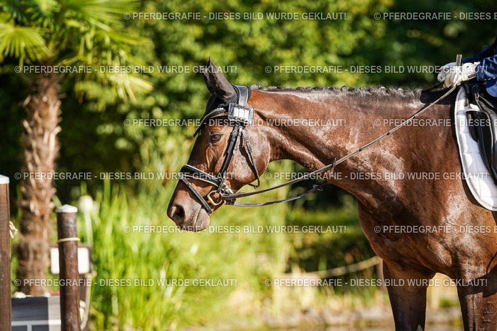 DSC09294 | Pferdegrafie