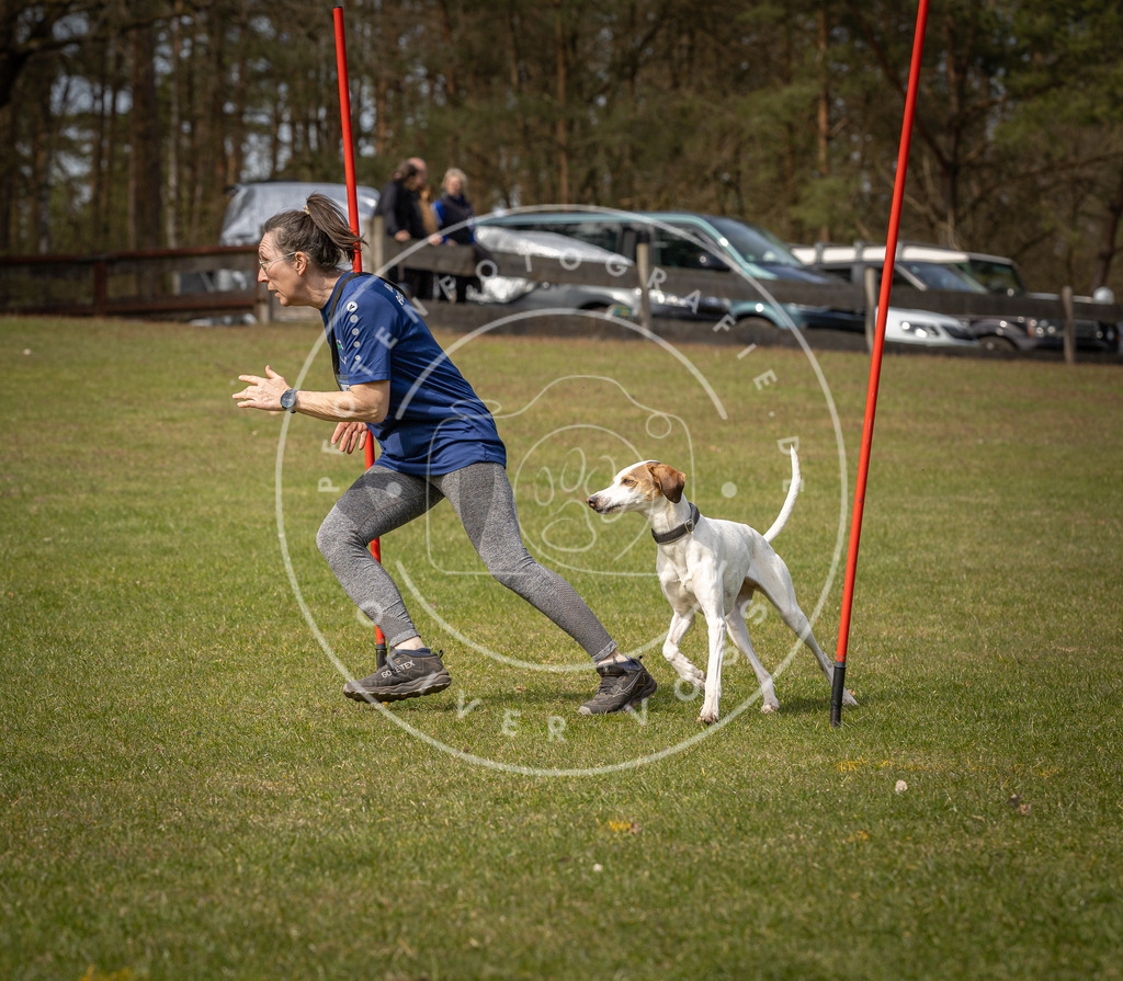 Pfotenfotografie_DV3A8102 | Hundefotografie, Tierfotograf, Pfotenfotografie, Fotoshooting Hund, Hunde Portrait, Hundesport, Hundeportraits, Heideshooting, Hunde, Sportfotograf, Hundefotograf, Turnierhundsport, THS,  - Realisiert mit Pictrs.com