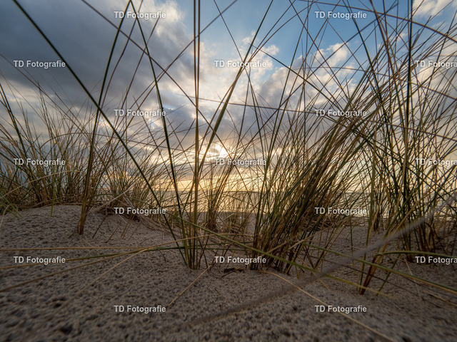 ostesse_natur-013526 | OLYMPUS DIGITAL CAMERA - Realisiert mit Pictrs.com