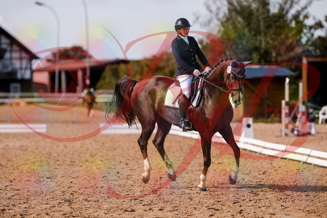 2026_10_03_Siefer-Hof_132538_Z81_77459886 | Professionelle Reitsport-, Turnier- und Eventfotografie von Robert Broda. Galerien mit ausgewählten und bearbeiteten Bildern direkt online ansehen und bestellen.