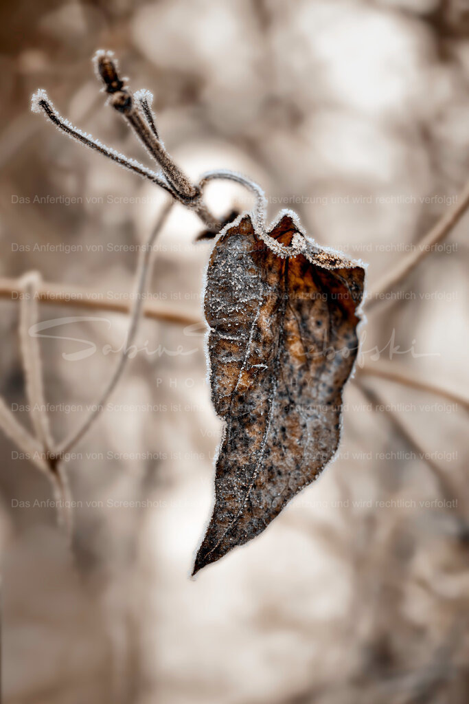 Gefroren | People- und Tierfotografie, Imageaufnahmen, Veranstaltungsfotografie und Wandbilder aus der Natur ★ Made in Germany ✔️ Druck + Downloads ✔️ Naturfotografie in Top Qualität ★ schneller Versand, weltweite Lieferung! - Realisiert mit Pictrs.com