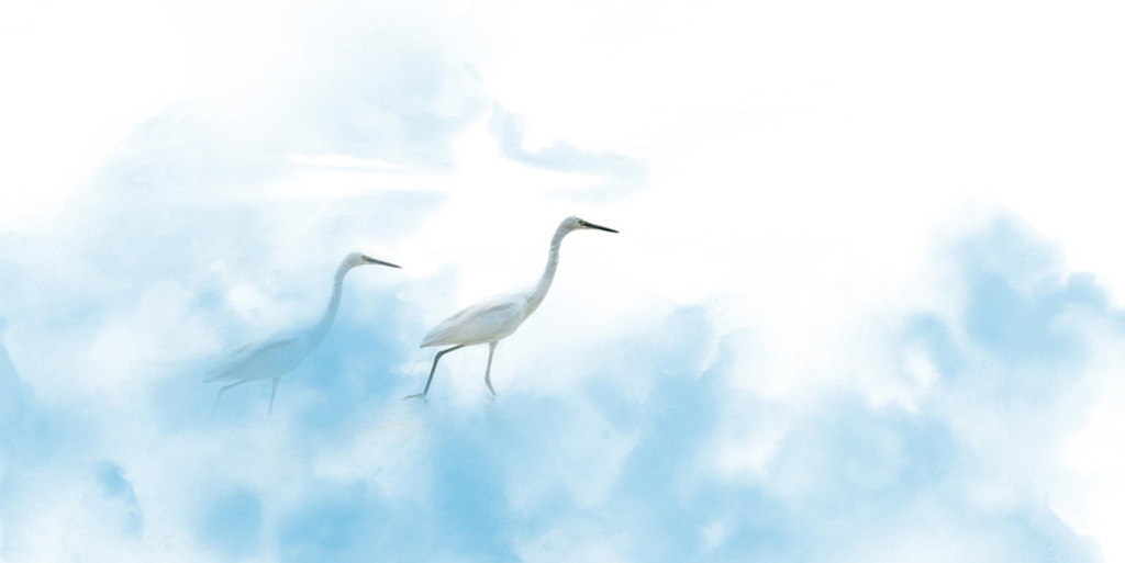 Seidenreiher in den Wolken (Panorama) | Kenia | Premium-Wandbild im Panorama-Format von justsomewhere.com: Eine künstlerische Komposition zweier weißer Seidenreiher aus Kenia, die wie auf Wolken durch eine weiche, blau-weiße Nebellandschaft schreiten. - Realisiert mit Pictrs.com