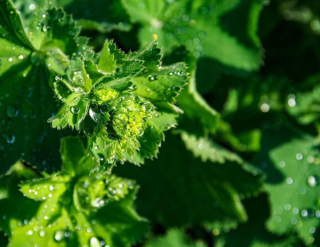 Ein mit Wassertropfen benetzter Frauenmantel im Sonnenlicht | In jedem Wassertropfen spiegelt sich die Sonne und lässt den Frauenmantel in glänzendem Licht erstrahlen. - Realisiert mit Pictrs.com