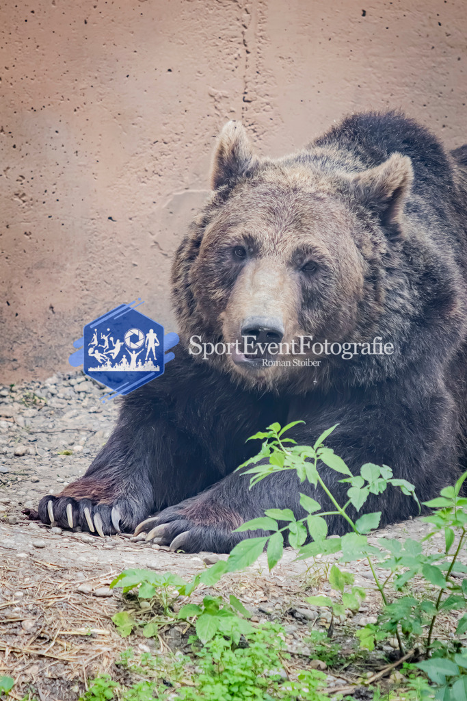 IMG_3054 | SportEventFotografie - Roman Stoiber