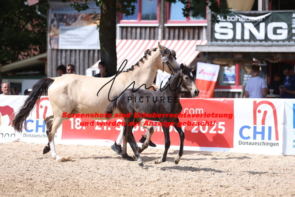 Fohlenschau_Schwäbisch_Hall_Ponys_KN 48_14 | lmwpictures - Realisiert mit Pictrs.com