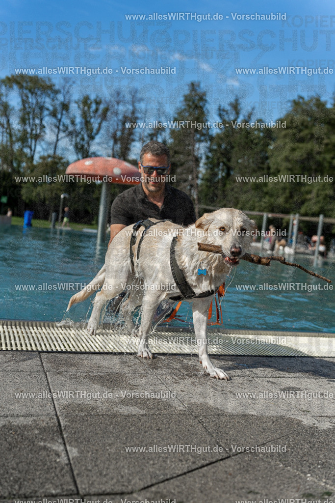 Hundeschwimmen_Volksbad_2026-allesWIRTHgut_Tierfotografie-2609061544-7R501758 | Professionelle Tierfotografie in Mönchengladbach von Daniel Wirth (allesWIRTHgut). Liebevolle & natürliche Bilder von Hunden & Katzen für unvergessliche Erinnerungen.