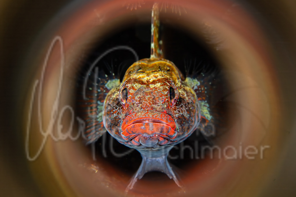Gobius cruentatus | DE: RotmaulgrundelEN: Red-mouthed gobyES: Gobio de boca rojaFR: Gobie à bouche rouge - Realisiert mit Pictrs.com