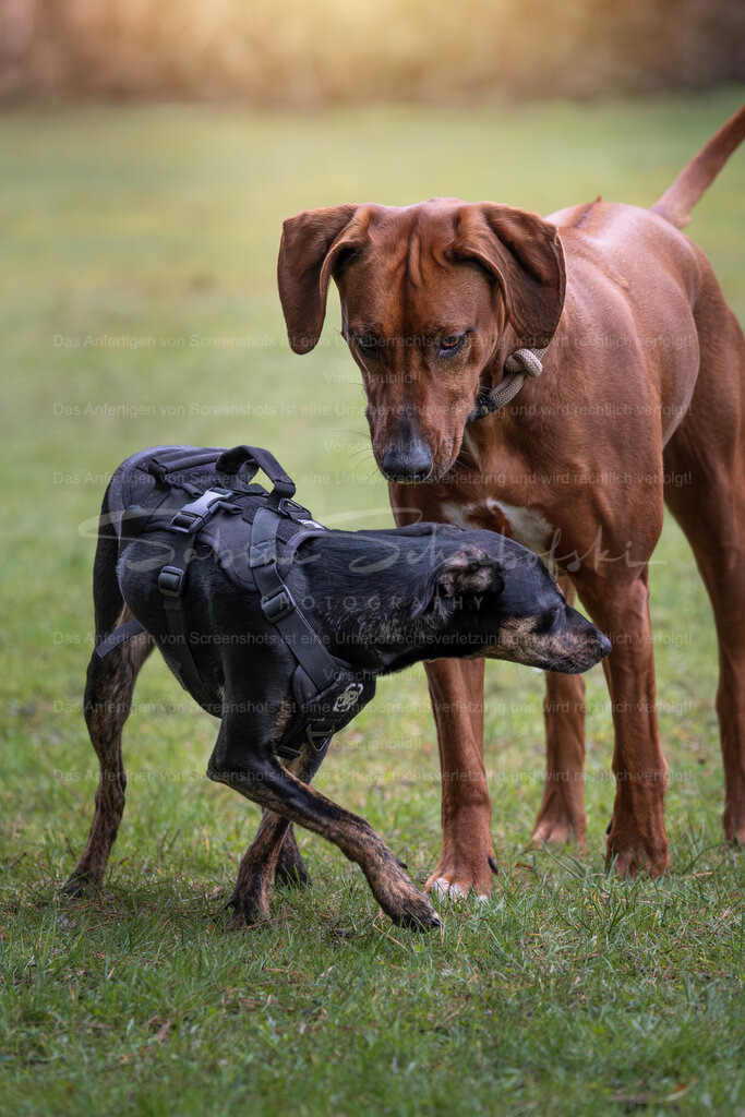 Hund-10_14.03.2026_DSCF6838 | People- und Tierfotografie, Imageaufnahmen, Veranstaltungsfotografie und Wandbilder aus der Natur ★ Made in Germany ✔️ Druck + Downloads ✔️ Naturfotografie in Top Qualität ★ schneller Versand, weltweite Lieferung! - Realisiert mit Pictrs.com
