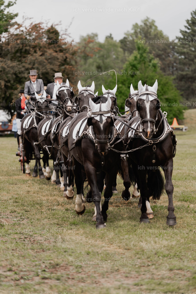 Showprogramm-149 | working equitationturnier fotograf videograf stoibphotography marixx film working equitation deutschland reitsport turnierfotografie eventfotografie equestrian events