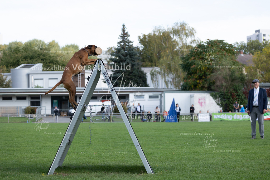 _16A5629 | Einzigartige Fotos von Hunden & Menschen –Actionfotos, Portraits, Vereinsaufnahmen & Paarshootings – authentisch, lebendig & mit Herz.