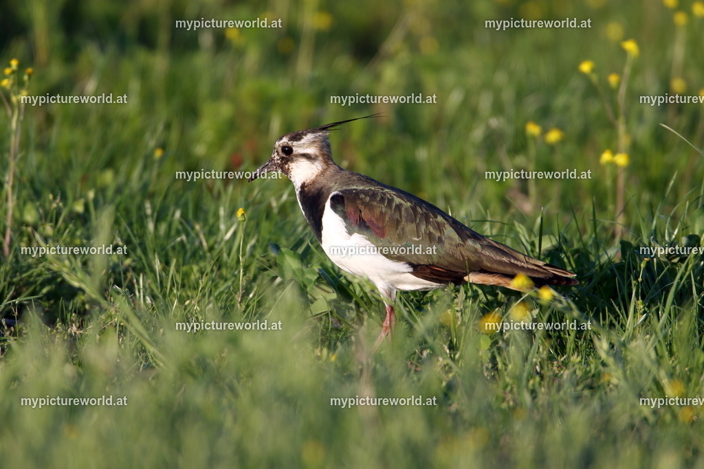 Kiebitz-110 | Das Bilderarchiv über Tiere, Planzen und Landschaften. In der Bilddatenbank finden Sie ein große Auswahl an hochwertigen Bilder für Ihre Werbung - Realisiert mit Pictrs.com
