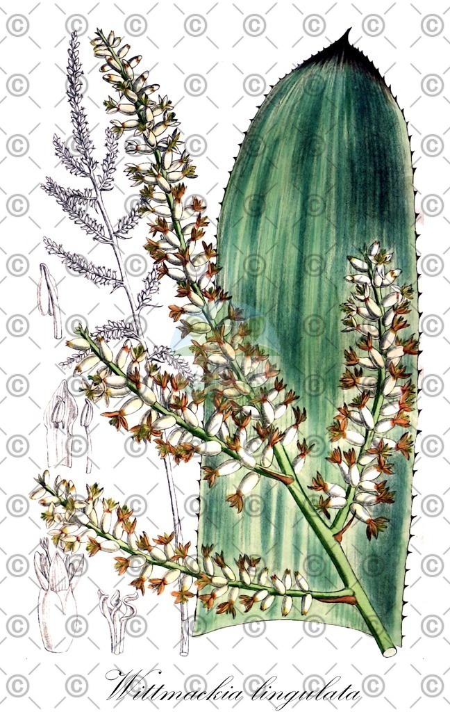 HistAbb_6430_1_FLORAD_SIMPLE | Historische Abbildung von Wittmackia lingulata - Bromeliaceae | Historical Illustration of Wittmackia lingulata - Bromeliaceae