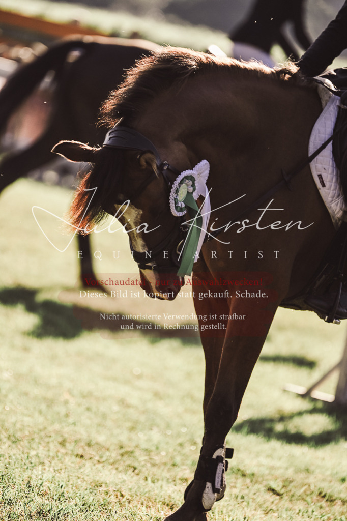 DSC_4611 | Pferde- und Turnierfotografie in Westsachsen. Pferdeportraits, Auftragszeichnungen und intuitive Kunst.