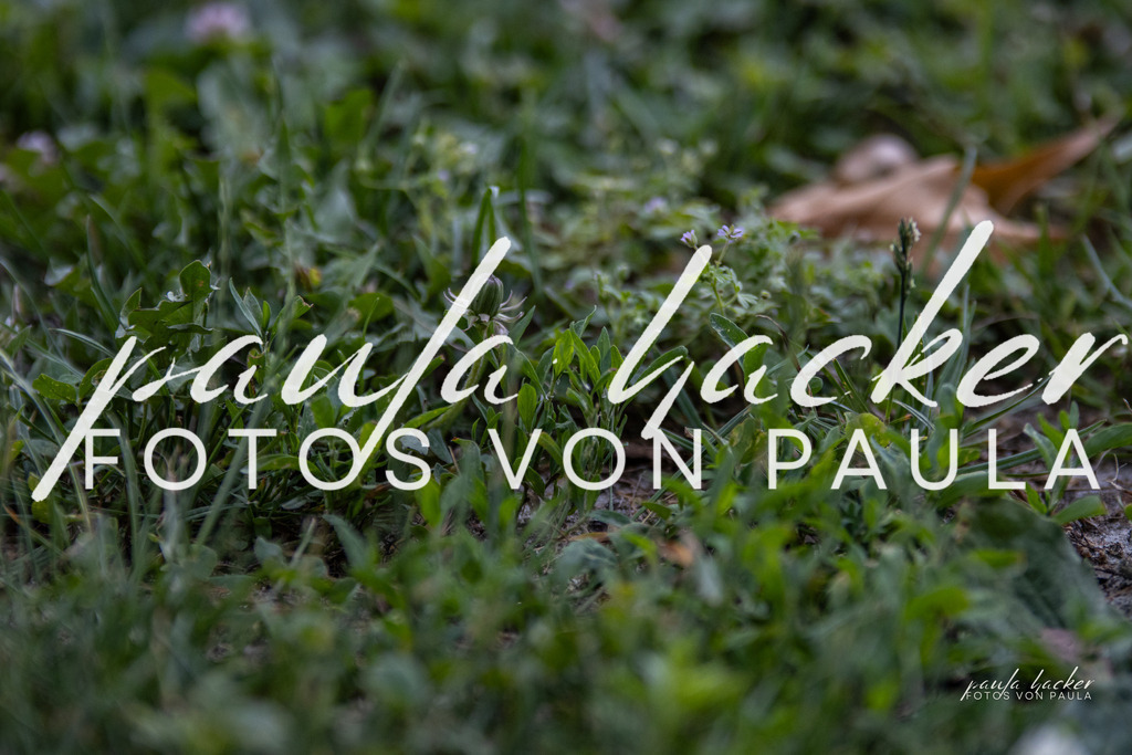 IMG_7521 | Erleben Sie dynamische Sport- und emotionale Tierfotografie in Süddeutschland mit Fotos von Paula. Spezialisiert auf Pferde- und Hundefotografie sowie Sportevents. Kontaktieren Sie mich für einzigartige und ausdrucksstarke Bilder Ihrer besonderen Momente. - Realisiert mit Pictrs.com