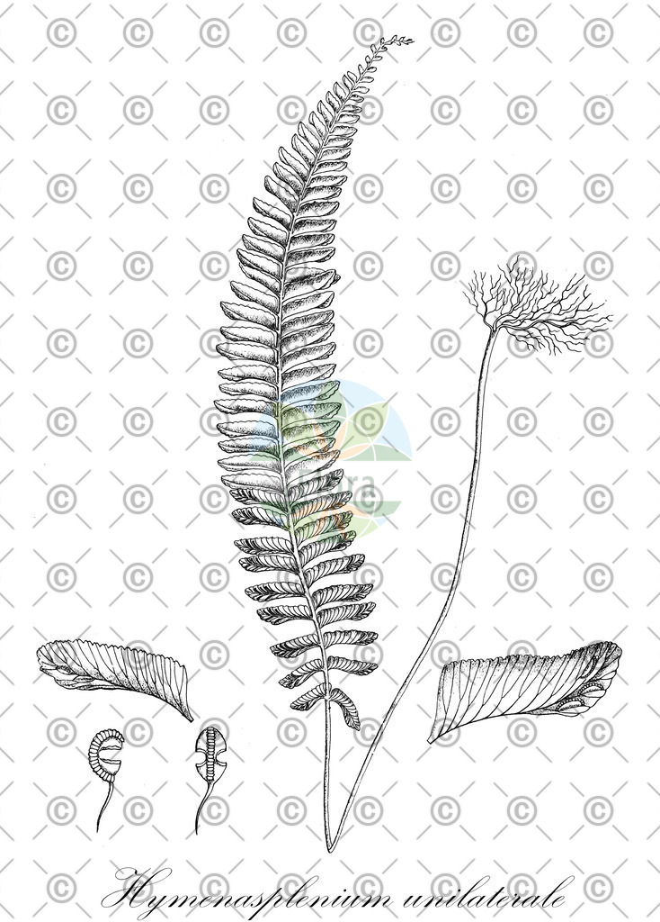 HistAbb_wfo-0000667199_1_ENZY_Simple | Historische Abbildung von Hymenasplenium unilaterale - Aspleniaceae | Historical Illustration of Hymenasplenium unilaterale - Aspleniaceae