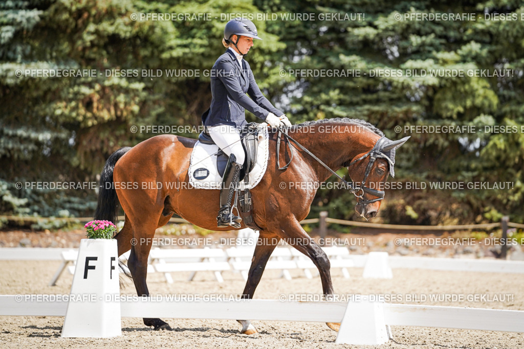 DSC01424 | Pferdegrafie