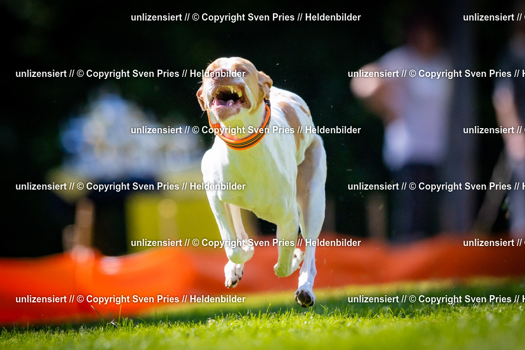 Sven Pries | 2025-08-10 - Hunderennen Durlach - Realisiert mit Pictrs.com