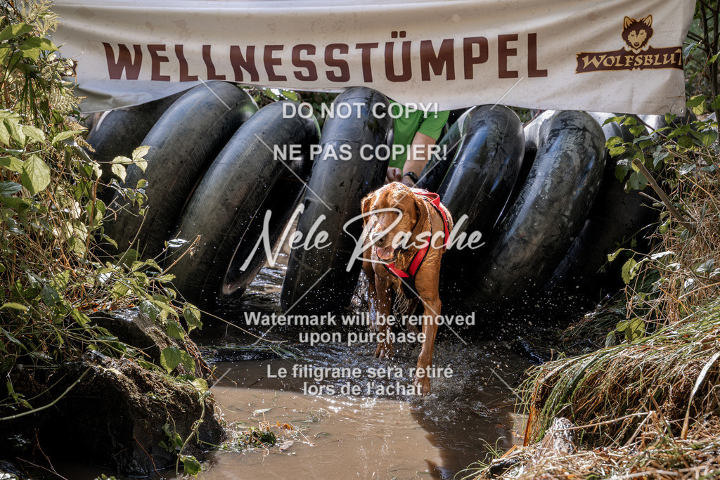 nelerasche_Hunsrück2026_Sa1400-1500_24 | nelerasche