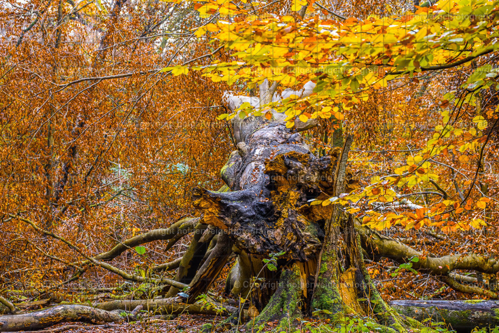 Im Unterholz | Kaufen sie online außergewöhnliche Fotografien auf Leinwand Acrylglas Fotoprint Aludibond von holgerweigeltfotografie - Realisiert mit Pictrs.com