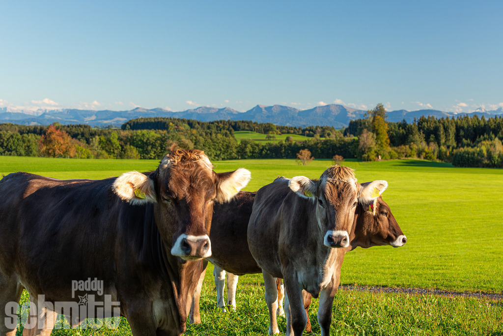 PS-Tiere-2026-24 | Entdecke die größte Bildgalerie der Region mit Fotografien aus dem Allgäu, der Bodenseeregion, Oberschwaben, dem Donautal und der Schwäbischen Alb. Landschaften, Luftaufnahmen und Reisefotografie als Wandbild und Fotokunst. - Realisiert mit Pictrs.com