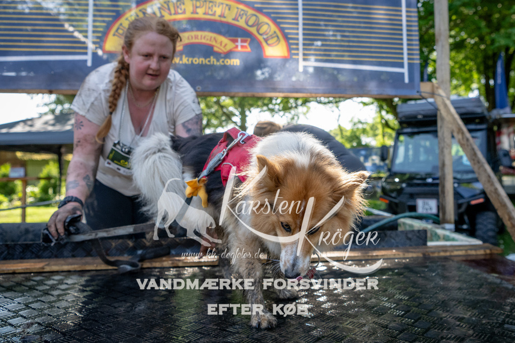 1523_ZZ91102 | kk-dogfotos