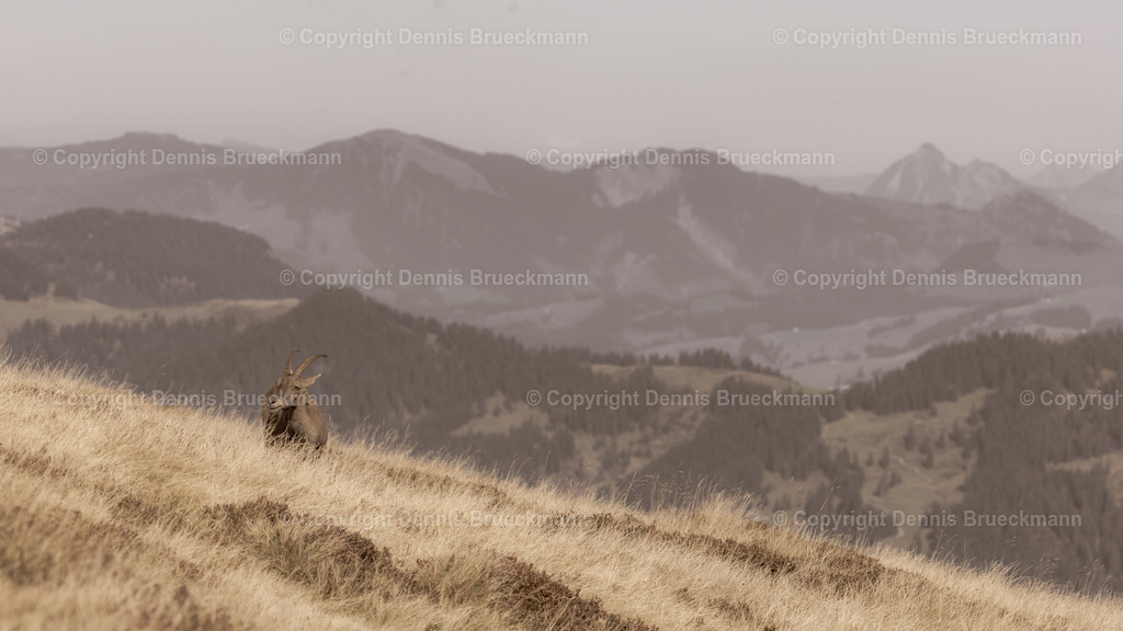 Steinbock:in | Dennis-Brueckmann-Fotografie - Realisiert mit Pictrs.com