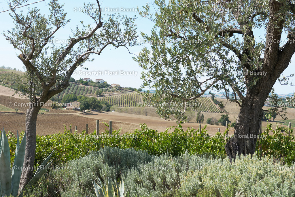 Weingut in Italien | hügelige Landschaft in Italien - Realisiert mit Pictrs.com