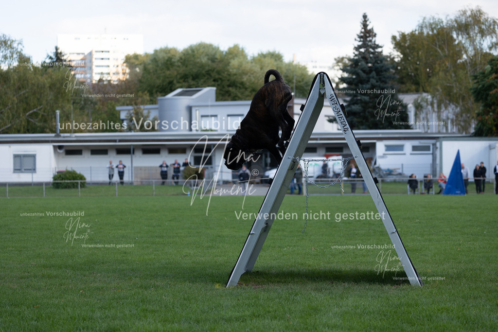 _16A5708 | Einzigartige Fotos von Hunden & Menschen –Actionfotos, Portraits, Vereinsaufnahmen & Paarshootings – authentisch, lebendig & mit Herz.
