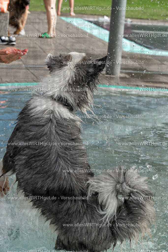 Hundeschwimmen_Volksbad_2026-allesWIRTHgut_Tierfotografie-2609061511-FAY07138 | Professionelle Tierfotografie in Mönchengladbach von Daniel Wirth (allesWIRTHgut). Liebevolle & natürliche Bilder von Hunden & Katzen für unvergessliche Erinnerungen.
