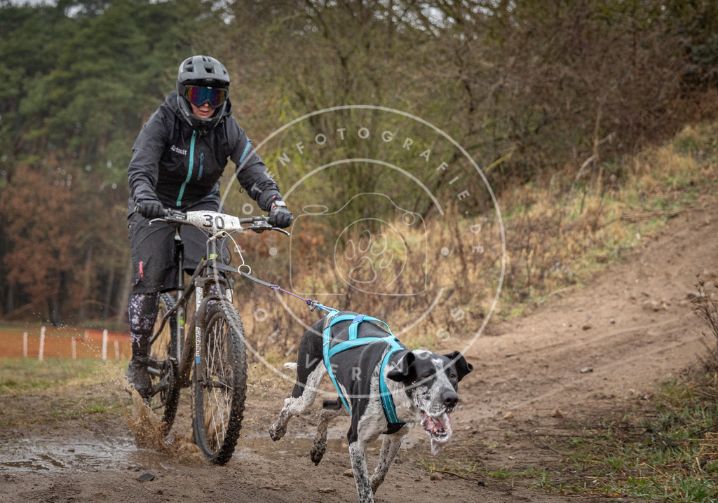 0L8A8943 | Hundefotografie, Tierfotograf, Pfotenfotografie, Fotoshooting Hund, Hunde Portrait, Hundesport, Hundeportraits, Heideshooting, Hunde, Sportfotograf, Hundefotograf, Turnierhundsport, THS,  - Realisiert mit Pictrs.com