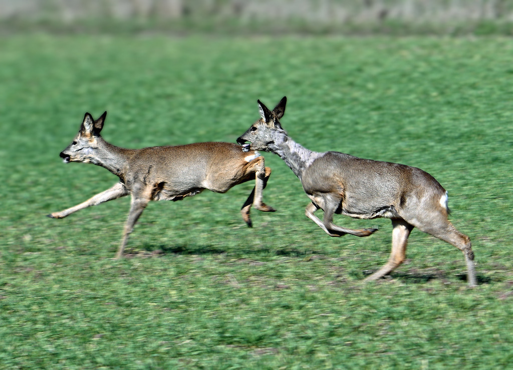 Flüchtige Rehe | lucisnaturbilder - Realisiert mit Pictrs.com