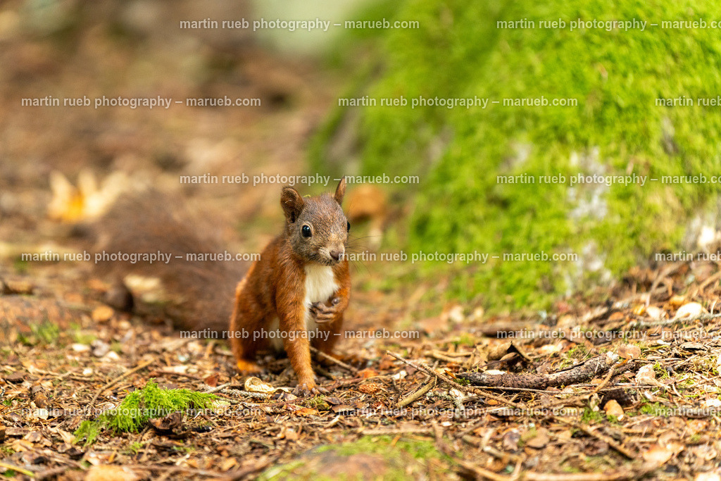 Squirrel's pulse I (horizontal) | Squirrel in it's natural habitat - Realisiert mit Pictrs.com