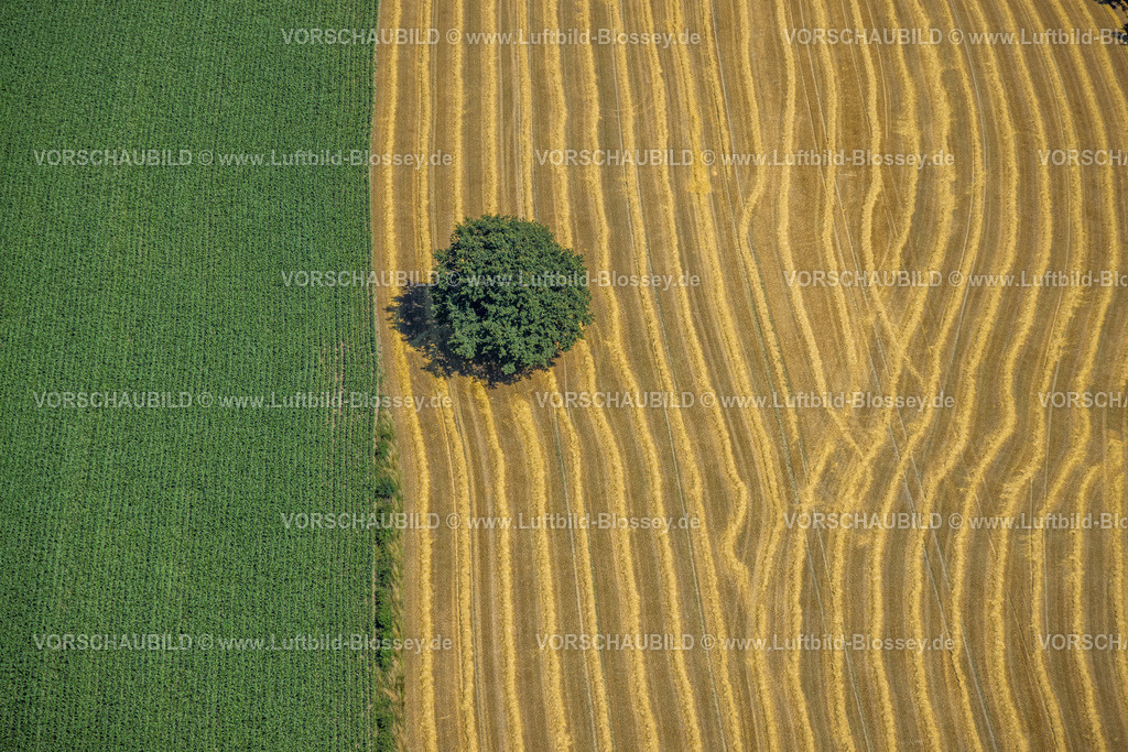 Gevelsberg230709678 | Luftbild, Baum auf einem Feld, Formen und Farben in Gelb und Grün, Asbeck, Gevelsberg, Ruhrgebiet, Nordrhein-Westfalen, Deutschland