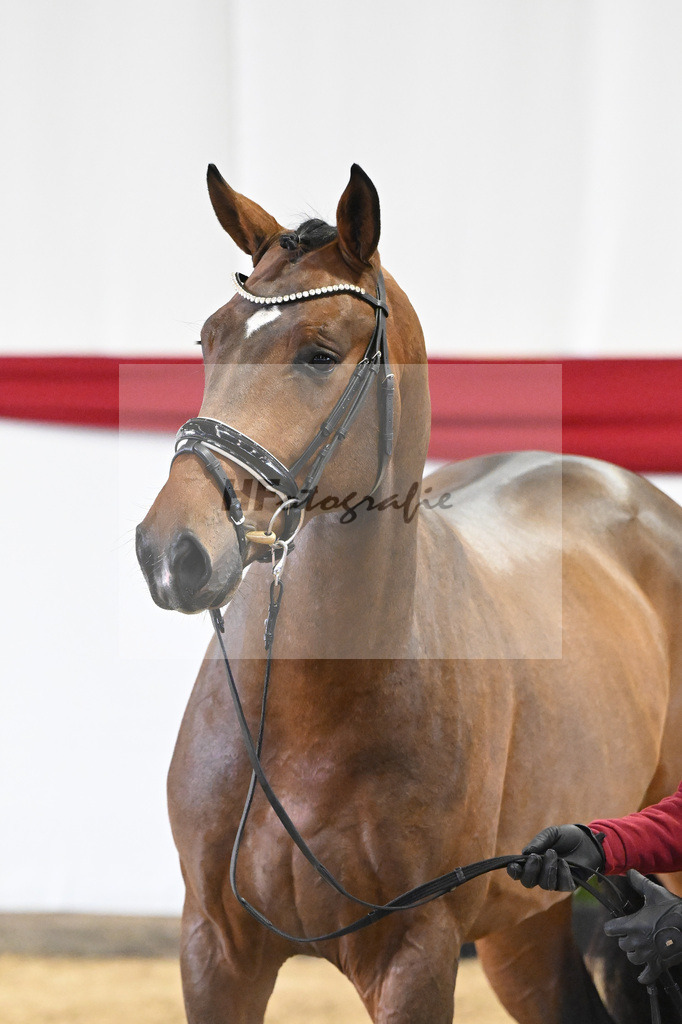 Kat-Nr. 73 v. Escamillo_Capezutto_63220712 | hf-fotografie - Realizzato con Pictrs.com