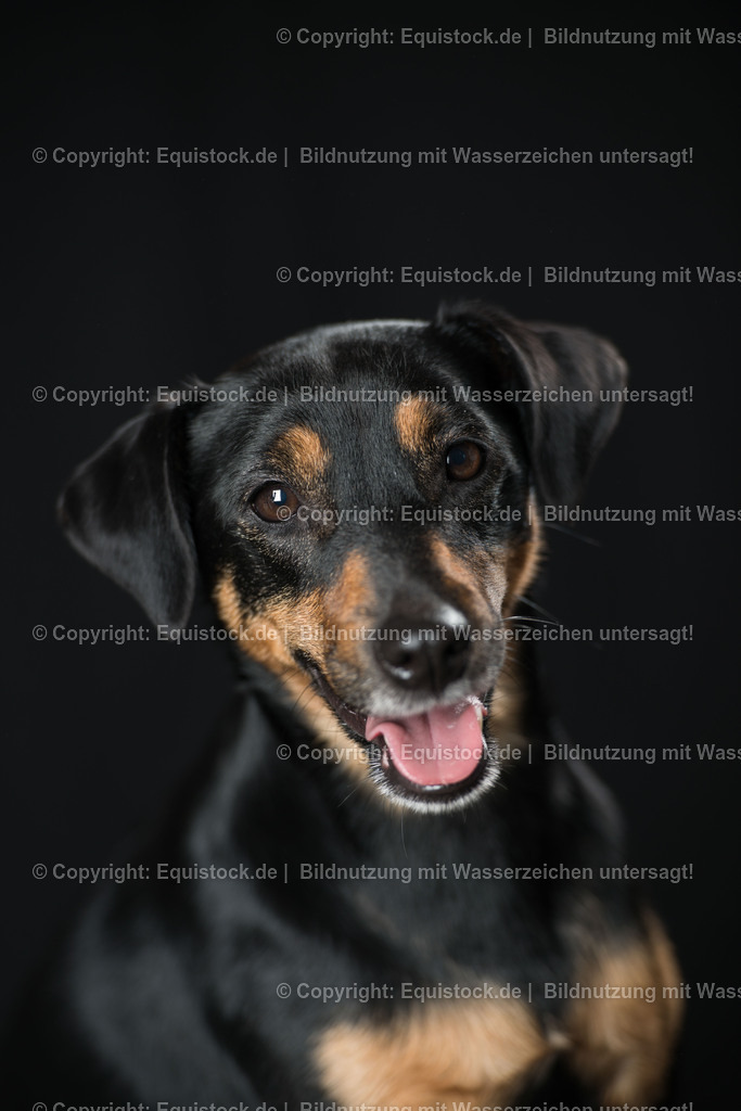 20160709_Hund_0015 | Foto: Thomas Hartig