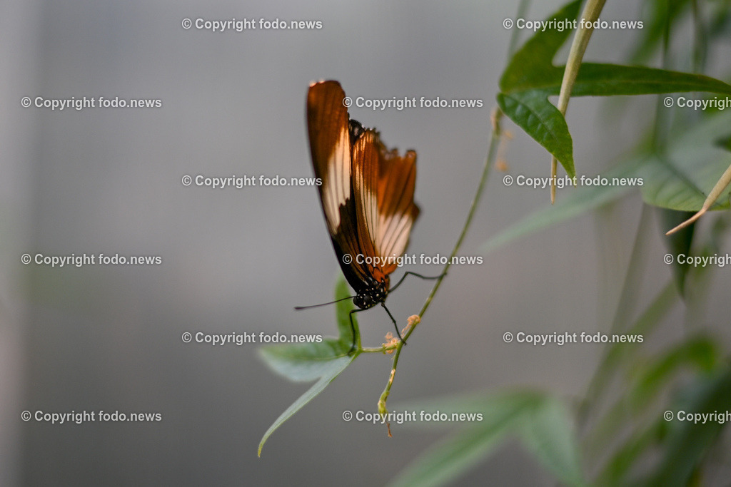 Botanischer Garten Linz_ Schmetterlinge_ 15.01.2025-7 | 15.01.2025, Botanischer Garten Linz, AUT, Schmetterlinge, im Bild tropische Schmetterlinge, Schmetterling, Falter, Natur, Tiere, Blumen, Pflanzen, Insekten, Butterfly, Exotisch, Tropenhaus, Feature, Symbolbild