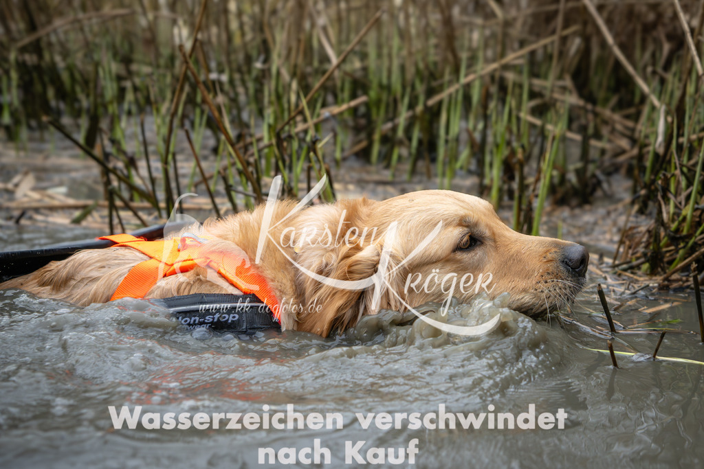 1332_ZZ90217 | kk-dogfotos