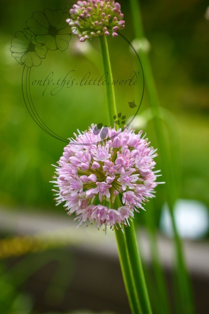 IMG_3917-01 | only.this.little.world - Realisiert mit Pictrs.com