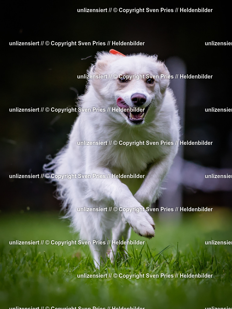 Sven Pries | 2024-10-19 - Hunderennen Ober-Grombach - Realisiert mit Pictrs.com