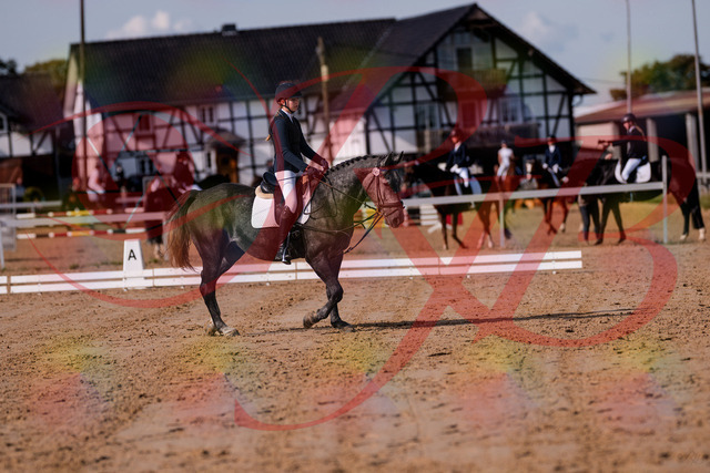 2026_10_03_Siefer-Hof_120022_Z81_01862327 | Professionelle Reitsport-, Turnier- und Eventfotografie von Robert Broda. Galerien mit ausgewählten und bearbeiteten Bildern direkt online ansehen und bestellen.
