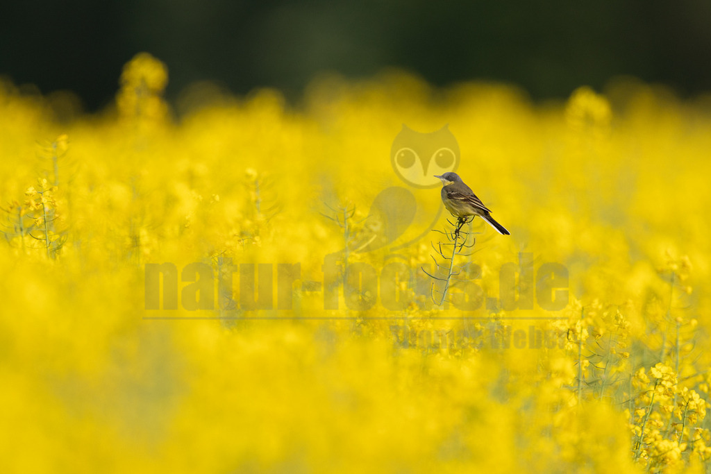 R6M35396_20260507 | Eine Schafstelze (Motacilla flava) sitzt auf einem einzelnen Pflanzenstiel in einem weiten, leuchtend gelben Rapsfeld. Der Vogel ist im mittleren Bereich des Bildes scharf abgebildet, während der Vordergrund und der Hintergrund unscharf sind, was die Tiefe des Feldes betont. Der obere Bildbereich zeigt einen dunklen, unscharfen Hintergrund. - Realisiert mit Pictrs.com