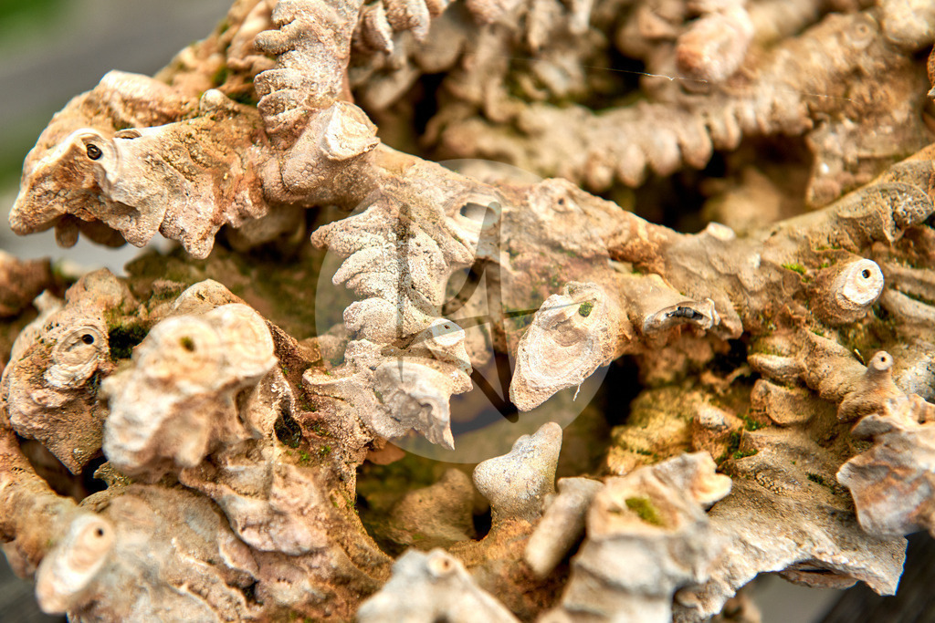 Gradierwerk, Osnabrückerland, Niedersachsen | Meurer Shop - Realisiert mit Pictrs.com