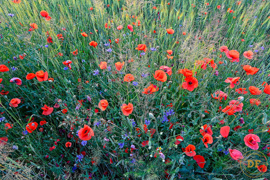 4-20230620--DF_1DS8703-IP | Geschenke, Wandbilder und Accessoires mit Motiven aus Dresden und anderen schönen Orten zur Verschönerung Deines zu Hauses und zum verschenken gewünscht? Wähle Deine Lieblingsbild auf dem Produkt Deiner Wahl. 