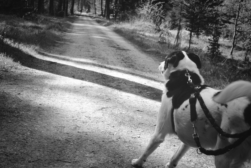 Hunde (7) | Tierfotografie / Haustierfotografie - Realisiert mit Pictrs.com