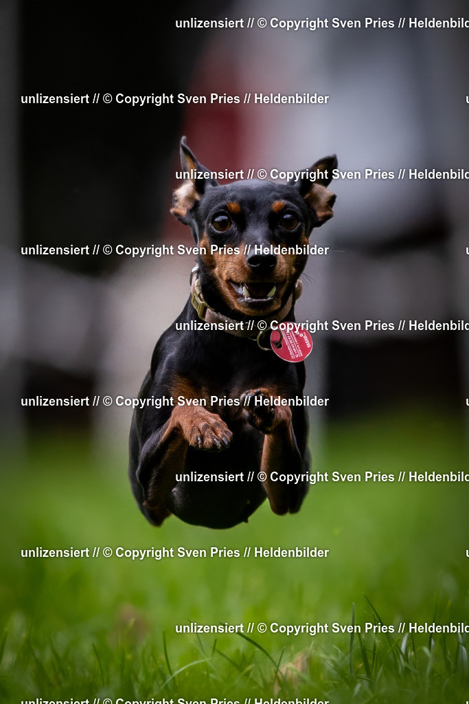 Sven Pries | 2024-10-19 - Hunderennen Ober-Grombach - Realisiert mit Pictrs.com