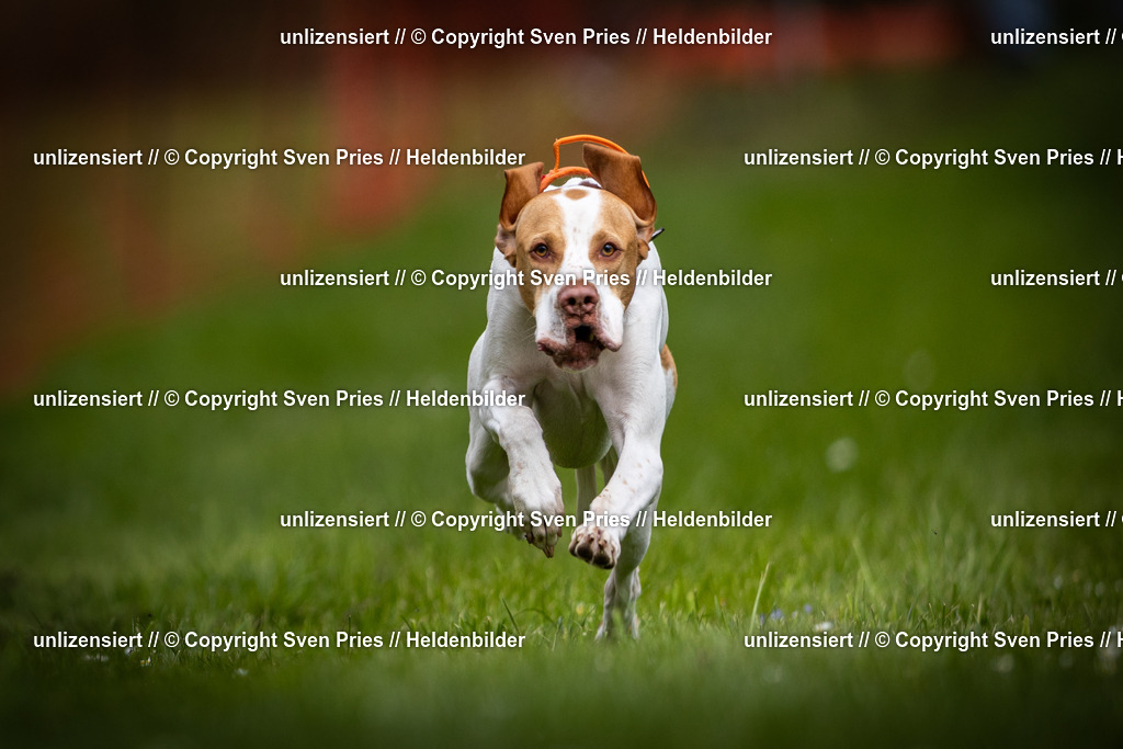 Sven Pries | 2025-04-13 - Hunderennen Baden-Baden - Realisiert mit Pictrs.com