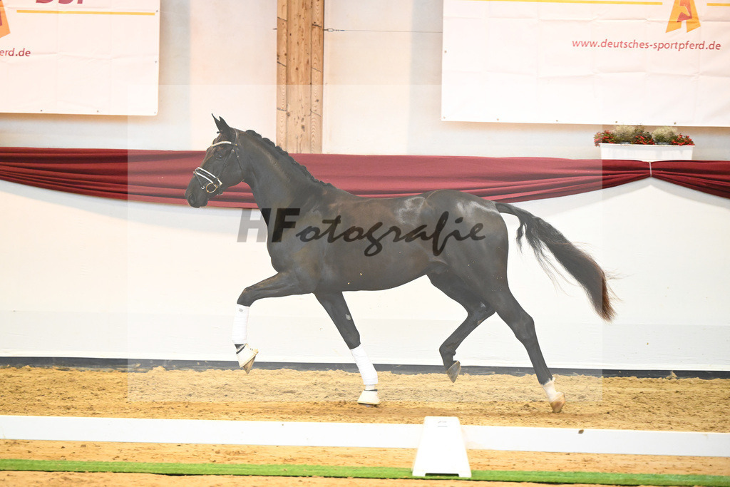 Kat-Nr. 65 v. De Niro Gold_Rohrmoser_66222278 | hf-fotografie - Realisiert mit Pictrs.com