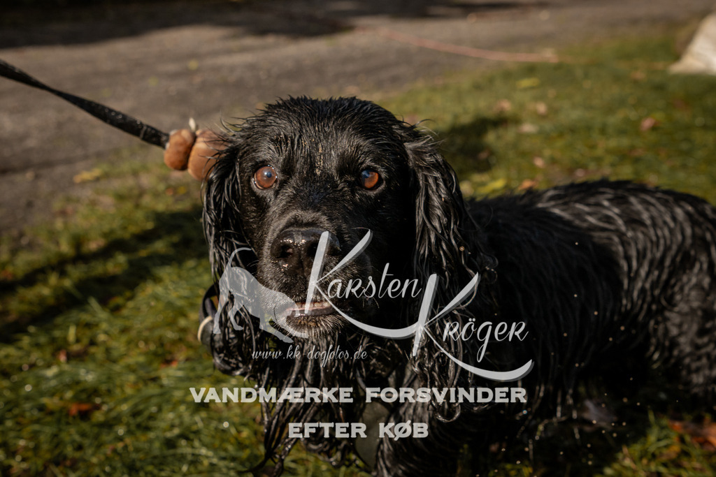 1302_ZZ91718 | kk-dogfotos