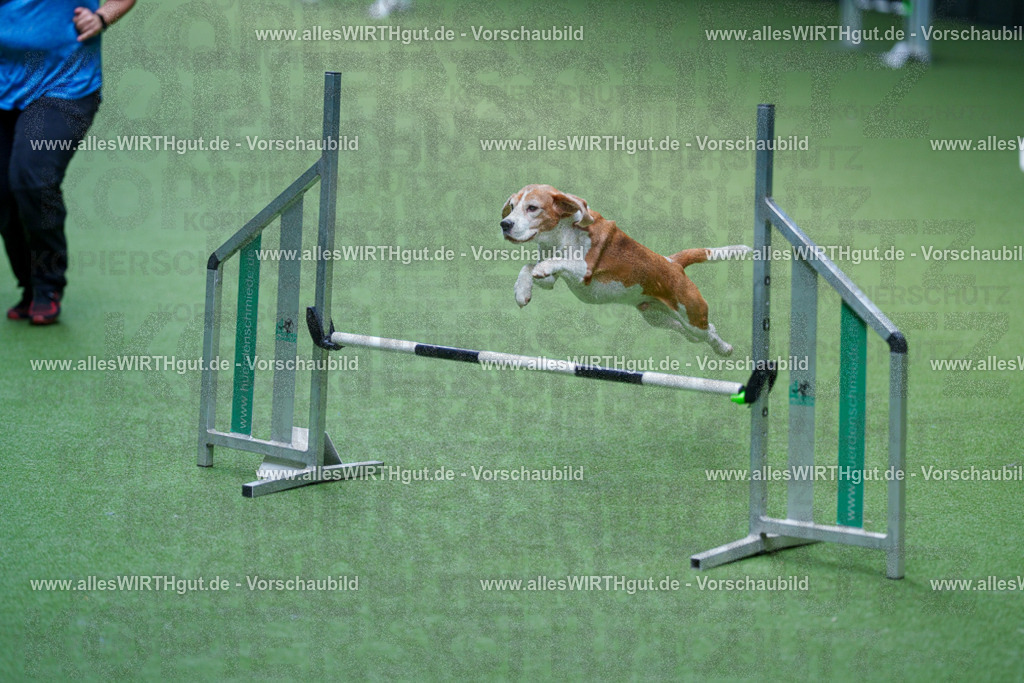 @allesWIRTHgut_Tierfotografie - www.allesWIRTHgut.de - 2604261221-7R500756 | Professionelle Tierfotografie in Mönchengladbach von Daniel Wirth (allesWIRTHgut). Liebevolle & natürliche Bilder von Hunden & Katzen für unvergessliche Erinnerungen.