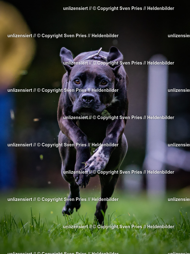 Sven Pries | 2024-10-19 - Hunderennen Ober-Grombach - Realisiert mit Pictrs.com